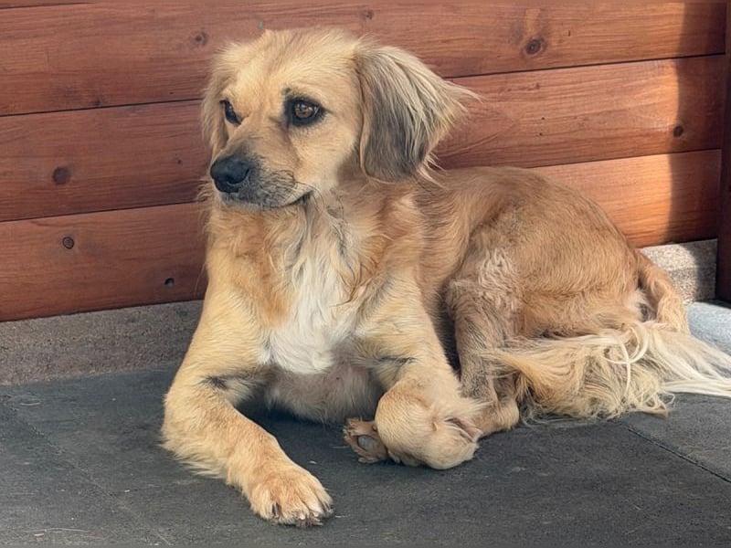 ♥BARLEY♥ neu auf Pflegestelle bei Köln - wunderschöner, noch etwas unsicherer Junghund 40cm