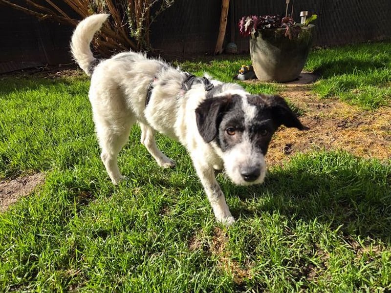 ♥ELSA♥ am 1. März im WDR Tiere suchen ein Zuhause - niedliche, verspielte Welpin 40 cm