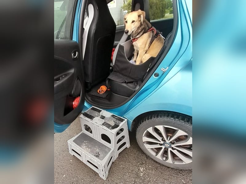 ♥MABLE♥ verliert ihr Zuhause bei Münster - hübsche, ganz liebe, anhängliche Hündin 40 cm