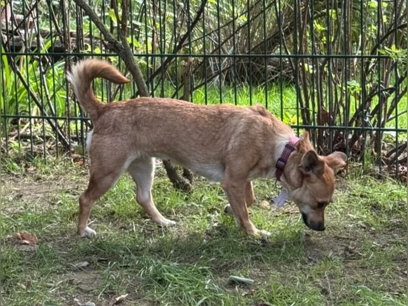 ♥KARA♥ auf Pflegestelle bei Köln - zuckersüße, verschmuste und verspielte Junghündin 30cm