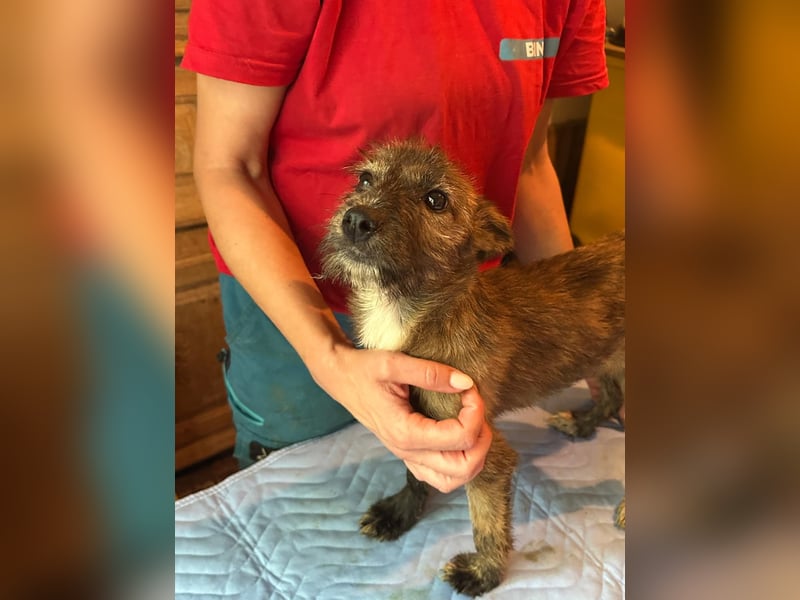 ⭐️Grisa⭐️,  reizendes Hundemädchen, Welpe, Mischling, 5 Monate, 30 cm, Tierschutz Rumänien