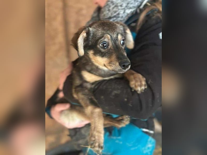 ♥HEIDI♥ neu auf Pflegestelle bei Köln - süße Welpin, die im Moment aufgepäppelt wird 32cm (wachsend)