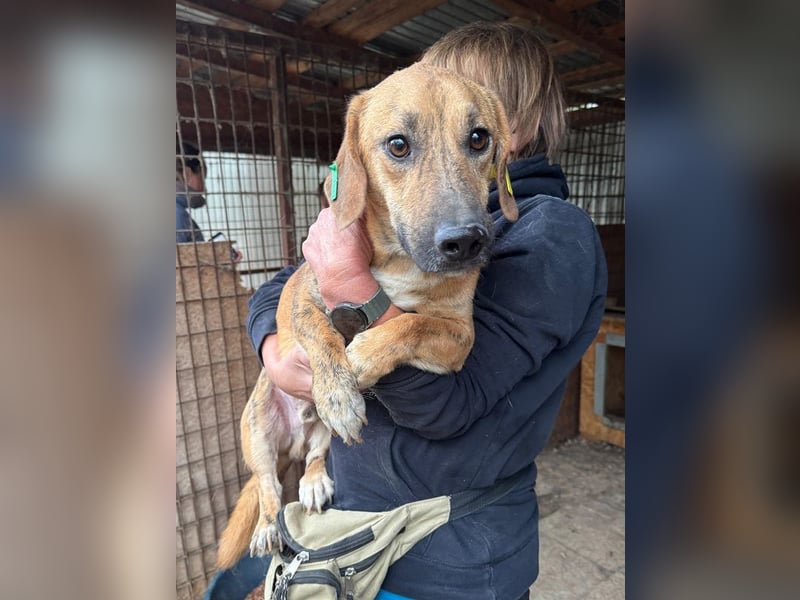 ♥PIET♥ niedlicher, hübscher gestromter, noch unsicherer, ruhiger kleiner Rüde 33 cm