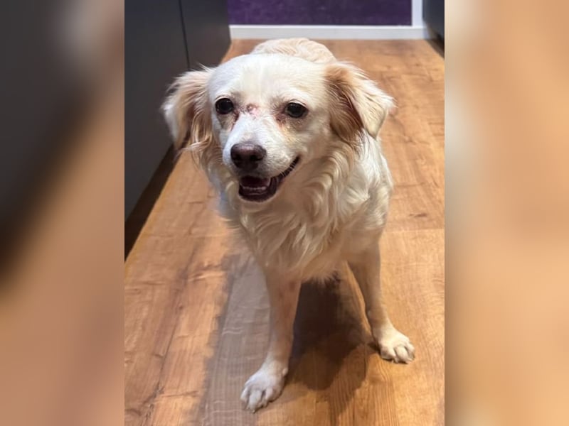♥BIENE♥ am 11.Okt bei "Tiere suchen ein Zuhause"- zuckersüße, so liebe, menschenbezogene Hündin 30cm