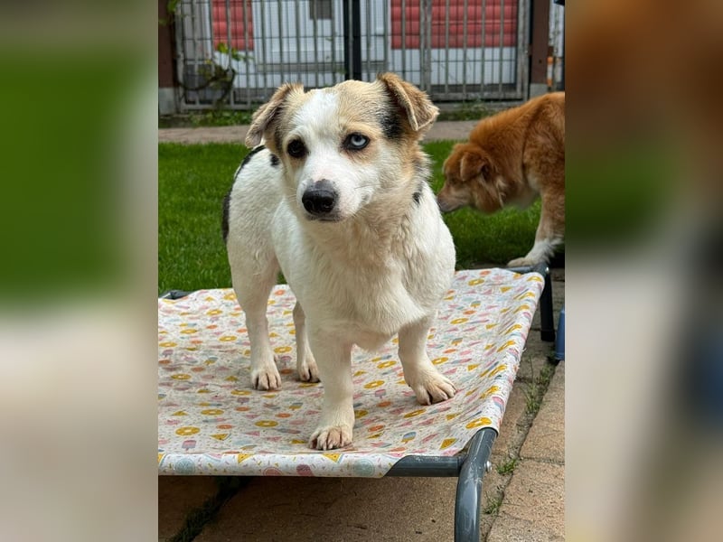 ♥TARA♥ neu auf Pflegest bei Köln-zarte,anfangs noch vorsichtige Hündin, die immer mehr aufblüht 30cm