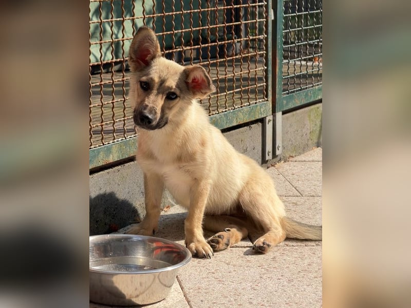 ♥MIRA♥ auf Pflegestelle in Köln - bezaubernde, verschmuste, dankbare Junghündin 33cm