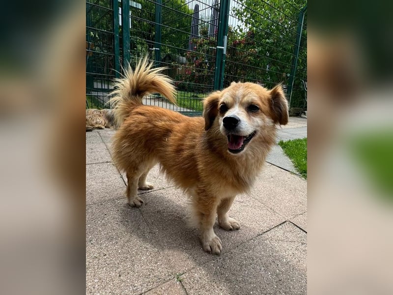 ♥PAULI♥ neu auf Pflegestelle in Bochum - süßer, unkomplizierter Schmusehund mit längerem Fell 30 cm