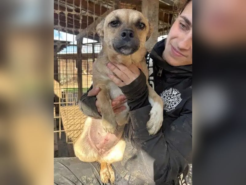 ♥KILA♥ süße, kleine, verspielte, anfangs noch zurückhaltende Junghündin 40 cm