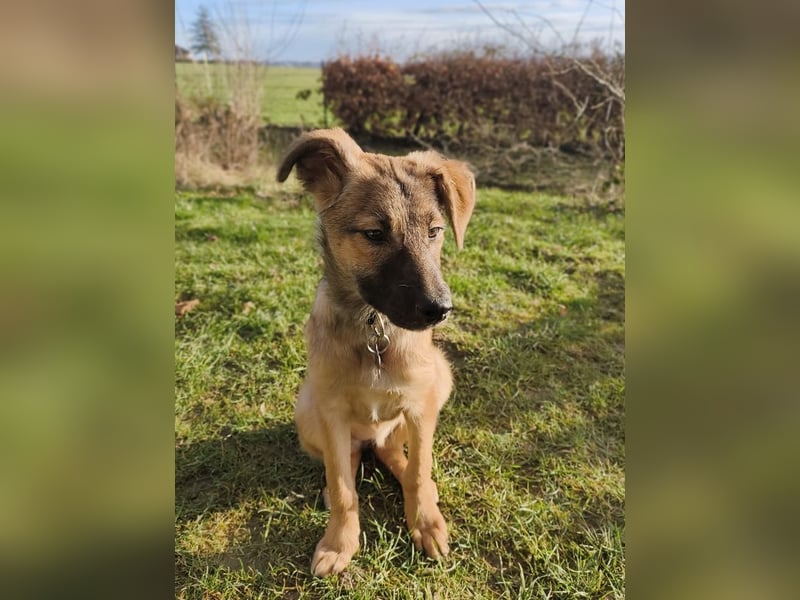 ♥TERESA♥ auf Pflegestelle bei Köln - zuckersüße, verspielte Welpin 38cm (wachsend)