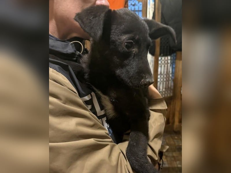 ⭐URBAN⭐, neugieriger Hundemann, 9 Monate, 33 cm, Mischling, Tierschutz Rumänien