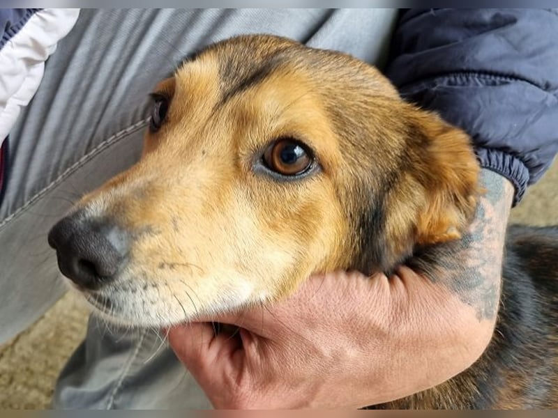 ♥BIXBY♥ hübscher, ganz aufgeschlossener, unkomplizierter echter Sonnenschein 39 cm