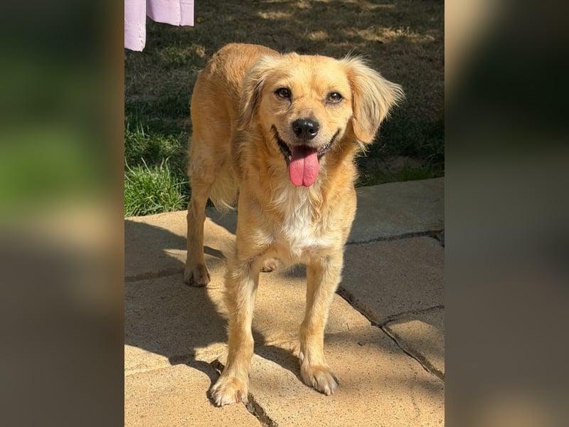 ♥BARLEY♥ neu auf Pflegestelle bei Köln - wunderschöner, noch etwas unsicherer Junghund 40cm