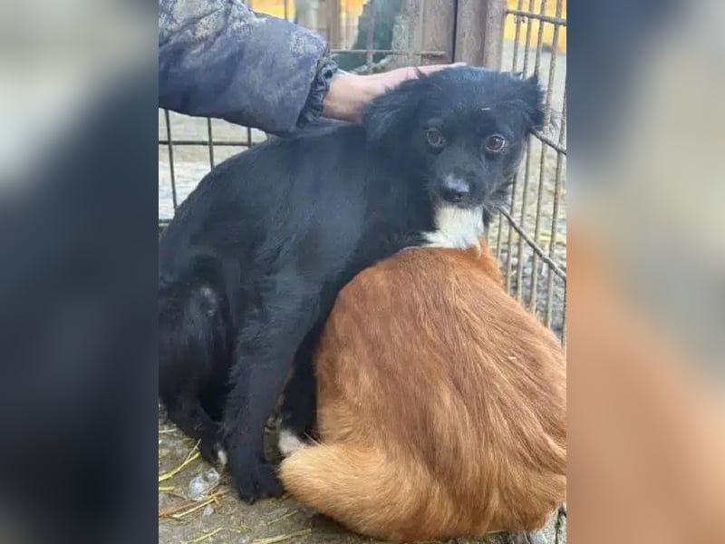 ♥ZELDA♥ ganz niedliche, kleine, noch unsichere Hündin, die mit Geduld Vertrauen fassen wird 40 cm