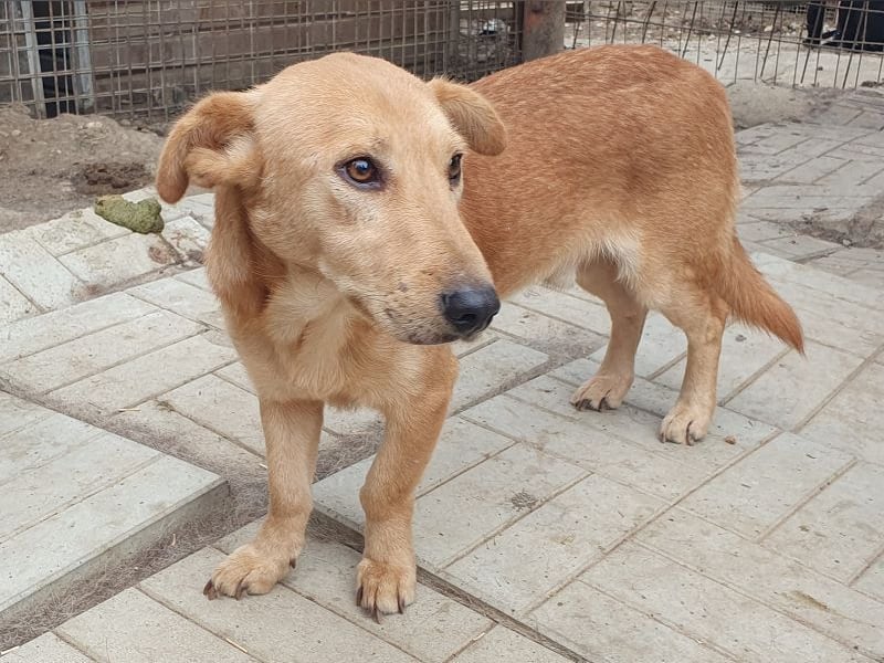 ♥RICHIE♥ fröhlicher, schlauer, kleiner Wirbelwind mit einem riesigen Herzen 36 cm