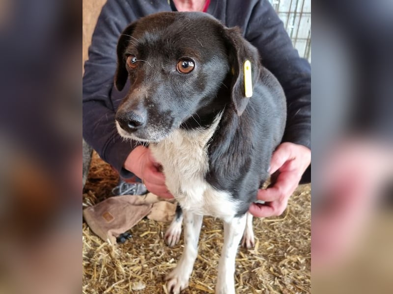 ♥SOCKE♥ zuckersüße, noch unsichere kleinere Hündin, die schnell beginnt, Vertrauen zu fassen 38 cm