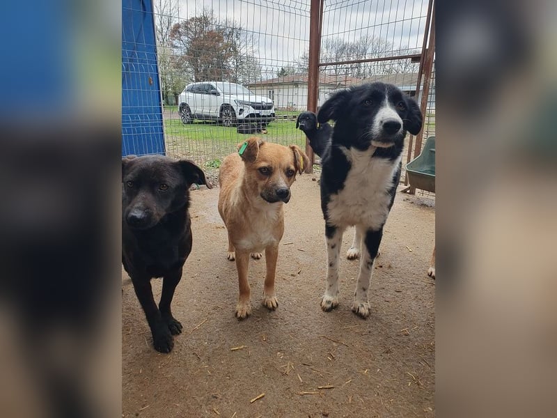 ♥THEO♥ hübscher, ganz lieber kleiner Rüde, der lieber helle Fellfarbe hätte 38 cm