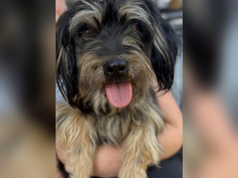 MINNIE, kleiner Frechdachs, 2 Jahre, 35 cm, Pflegestelle Düsseldorf, Tierschutz Rumänien