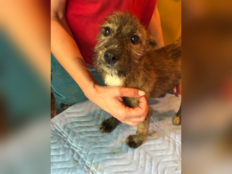⭐️Grisa⭐️,  reizendes Hundemädchen, Welpe, Mischling, 5 Monate, 30 cm, Tierschutz Rumänien