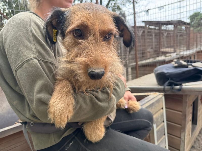 ♥FORREST♥ sensibler, sanfter, noch zurückhaltender kleiner Schatz 38 cm