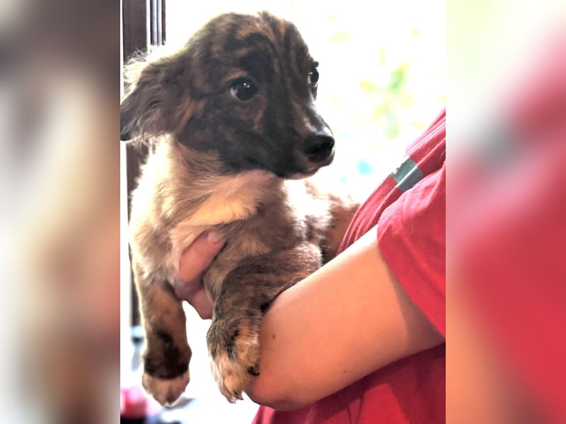 ⭐️DONNY⭐️, aufgeweckter Welpe, 5 Monate, 20 cm, Mischling, Tierschutz Rumänien