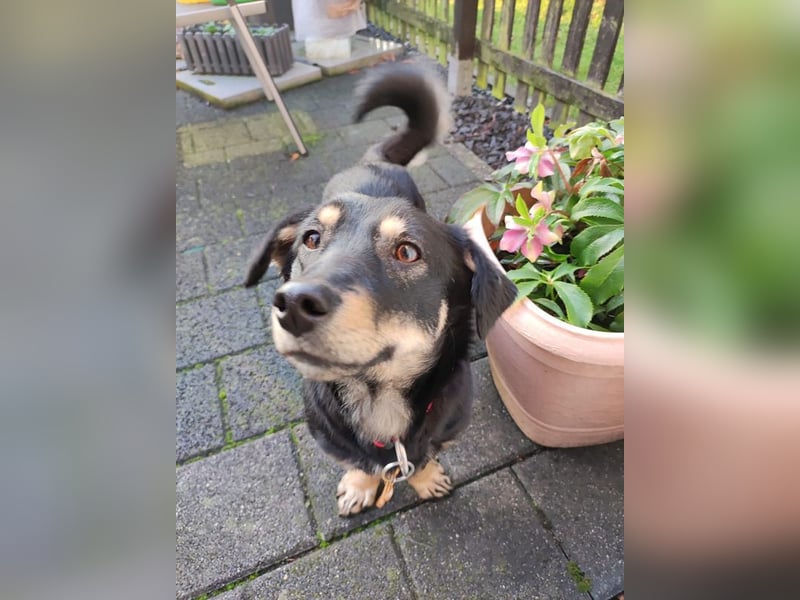 ♥MIMMI♥ auf Pflegestelle bei Aachen - süße, ganz verschmuste und zutrauliche Dackel-Mix-Hündin 36 cm