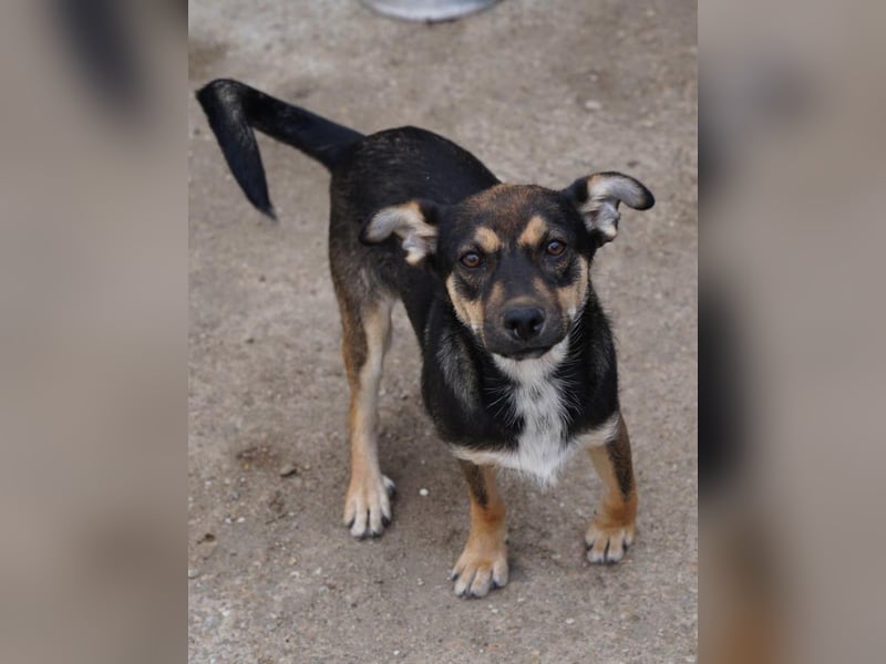 ⭐️CICI⭐️, verschmuster Hundejunge, 10 Monate, 32 cm, Tierschutz Rumänien