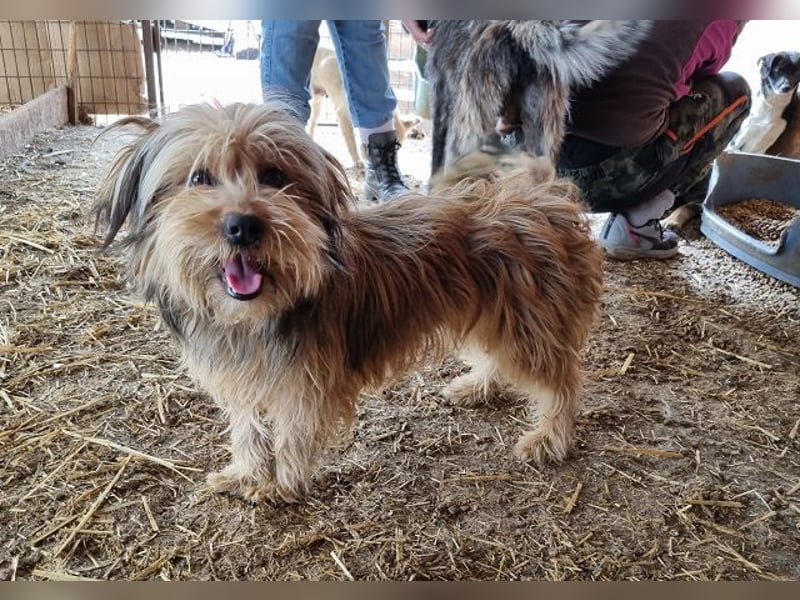♥WINDY♥ ab 9. Mai auf Pflegestelle bei Köln - verschmustes und menschenbezogenes Hundemädchen 34cm