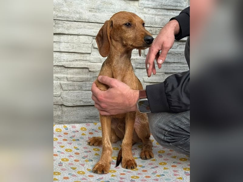 ♥COSMO♥ neu auf Pflegestelle bei Köln - süßer, verspielter kleiner Welpenbub 33 cm (wachsend)