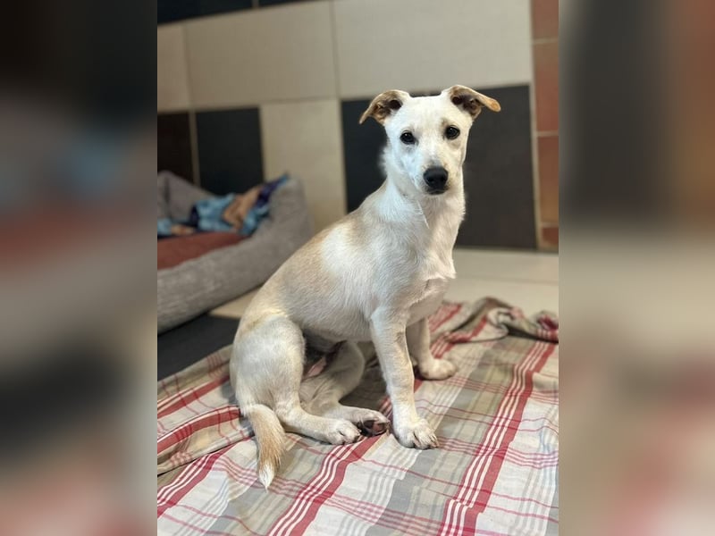 ♥LUNA♥ auf Pflegestelle bei Köln - niedliche, noch unsichere kleine Junghündin 35cm