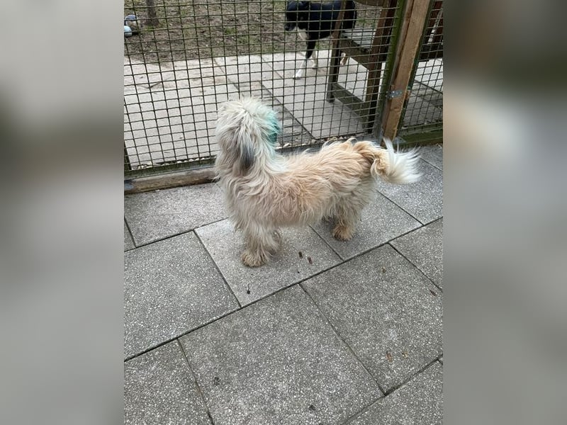 ♥YUMI♥ neu auf Pflegestelle bei Duisburg - süßer, sehr zutraulicher kleiner Wuschelmann 35cm