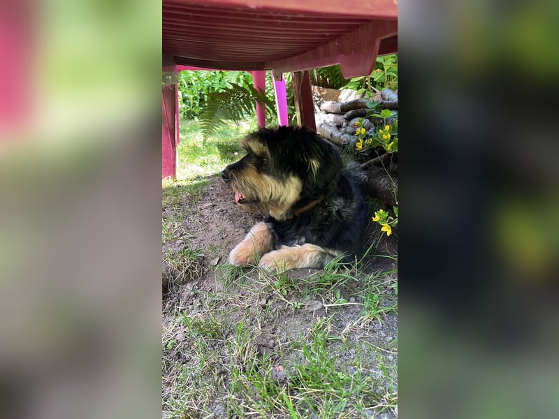 MINNIE, kleiner Frechdachs, 2 Jahre, 35 cm, Pflegestelle Düsseldorf, Tierschutz Rumänien