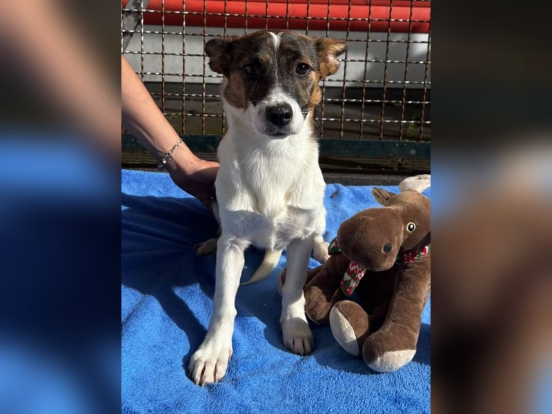 ♥TIARA♥ auf Pflegestelle bei Köln-liebes, noch schüchternes, süßes Mädchen 31cm (wachsend)
