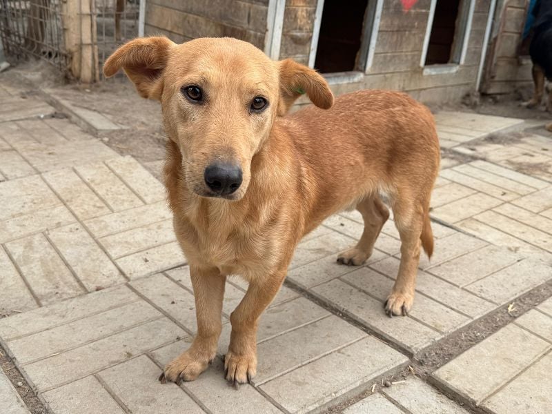 ♥RICHIE♥ fröhlicher, schlauer, kleiner Wirbelwind mit einem riesigen Herzen 36 cm