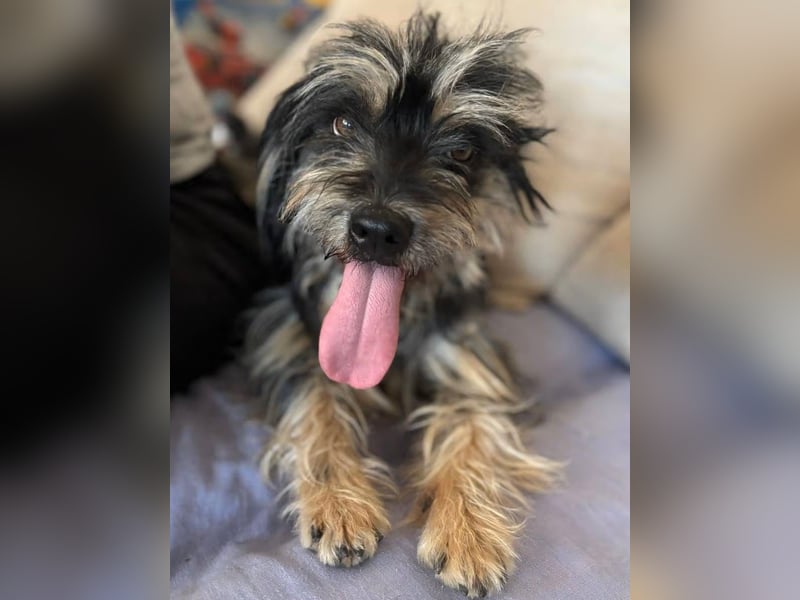 MINNIE, kleiner Frechdachs, 2 Jahre, 35 cm, Pflegestelle Düsseldorf, Tierschutz Rumänien