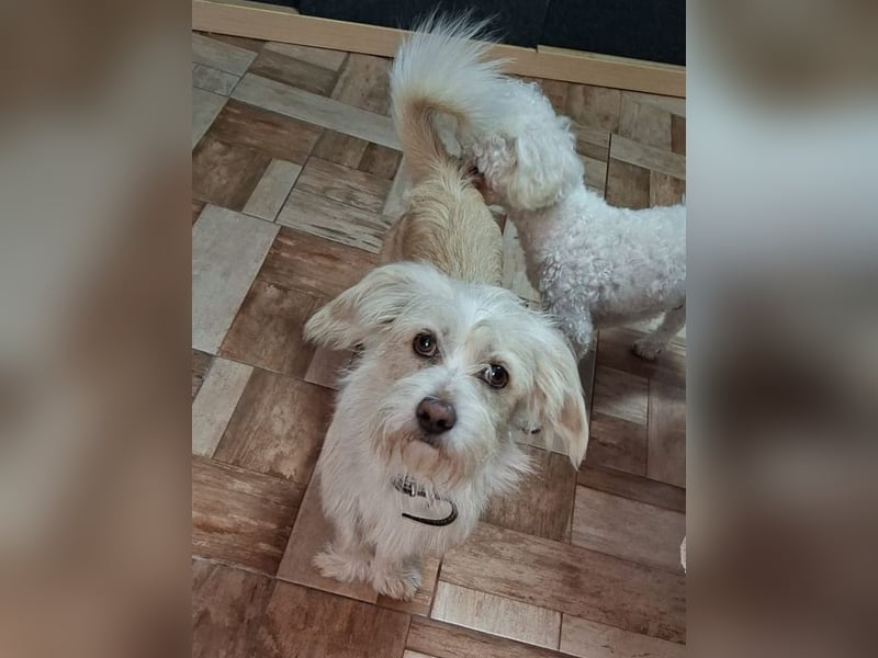 ♥FROSTY♥ neu auf Pflegestelle bei Köln - süßer, lieber, eher ruhiger kleiner Wuschelrüde 28 cm