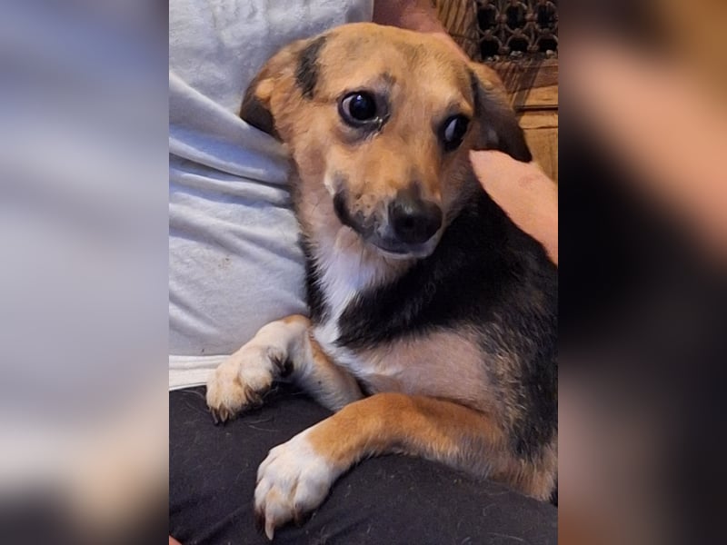 ⭐️MISSY⭐️, süßer Dackel-Mischling, Hündin, 4 Jahre, 31cm, Mischling, Tierschutz Rumänien