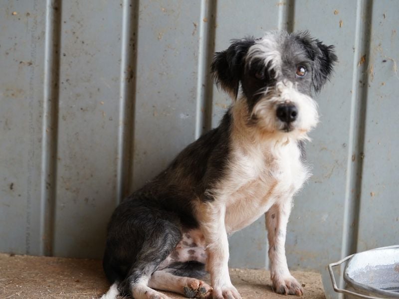 ♥OREO♥ ab 29. Aug auf Pflegestelle bei Köln-süßer, total freundlicher und aufgeschlossener Rüde 28cm