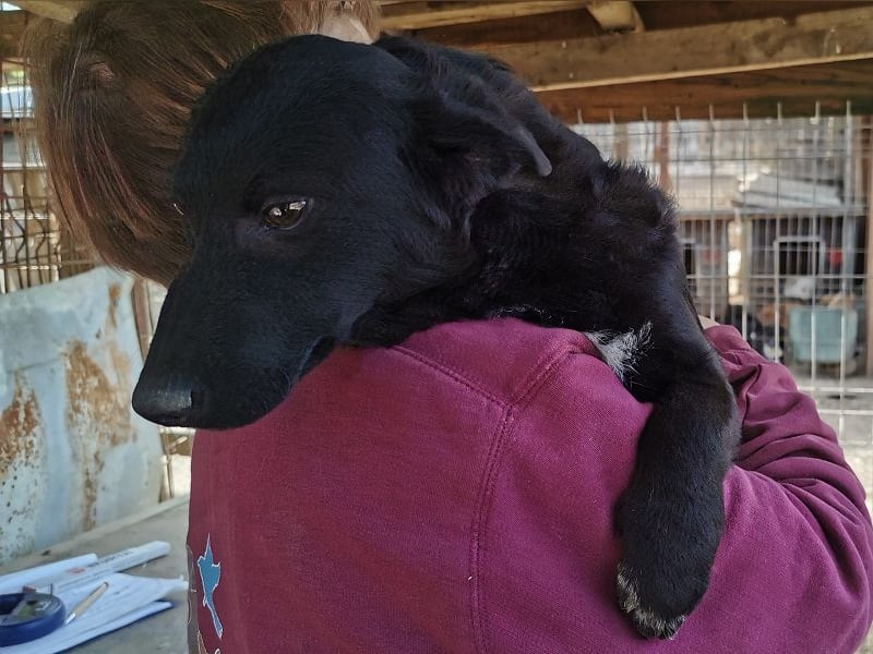♥BLACKJACK♥ wunderschöner, neugieriger, verschmuster und verspielter Junior mit lockigem Fell 32cm