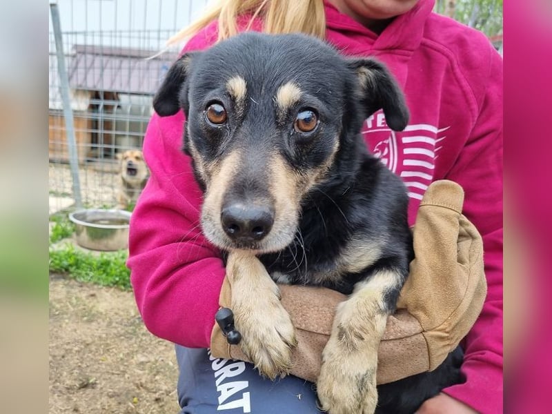 ♥LAURIN♥ süßer, noch zurückhaltender kleiner Rüde, der im Tierheim völlig überfordert ist 35 cm