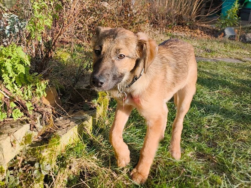 ♥TERESA♥ auf Pflegestelle bei Köln - zuckersüße, verspielte Welpin 38cm (wachsend)