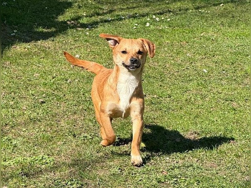 ♥KARA♥ auf Pflegestelle bei Köln - zuckersüße, fröhliche, verspielte Juniorin 30cm - bleibt kleiner