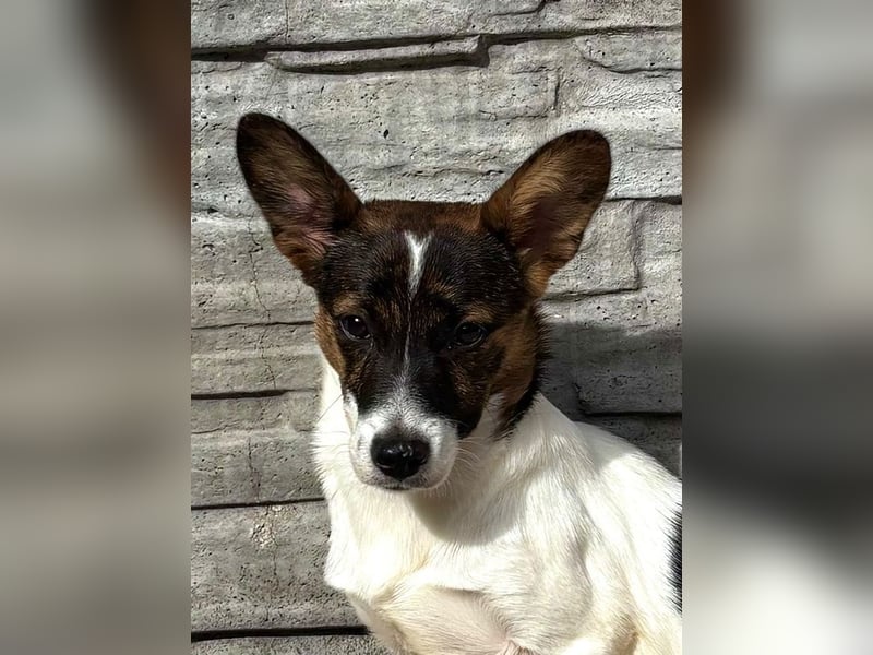 ♥TIARA♥ auf Pflegestelle bei Köln-liebes, noch schüchternes, süßes Mädchen 31cm (wachsend)
