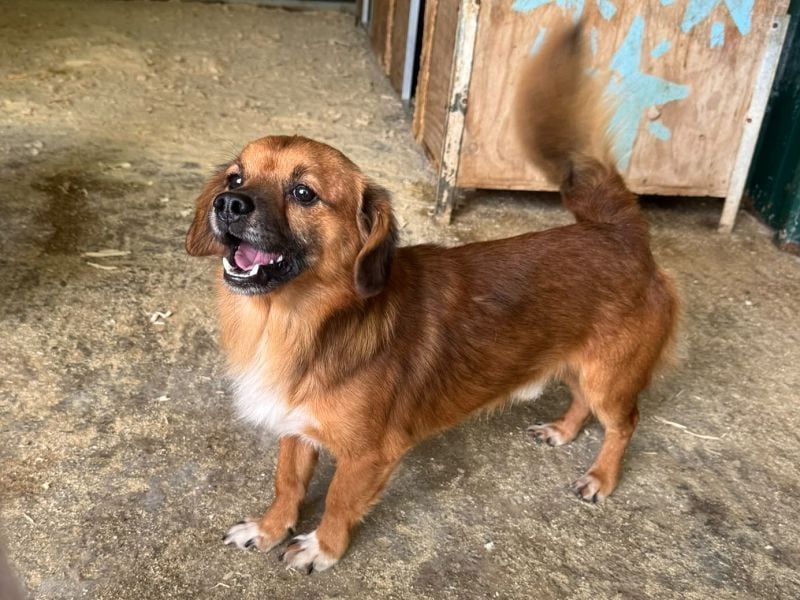 ♥TONI♥ neu auf Pflegestelle bei Köln-süßer, total liebenswerter und aufgeschlossener Rüde - klein