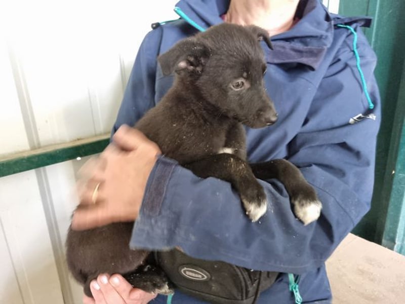 ♥FIETE♥ zuckersüßer, verspielter Welpenbub 26 cm (wachsend)