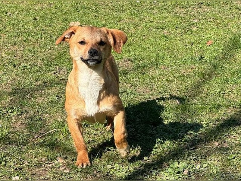 ♥KARA♥ auf Pflegestelle bei Köln - zuckersüße, fröhliche, verspielte Juniorin 30cm - bleibt kleiner