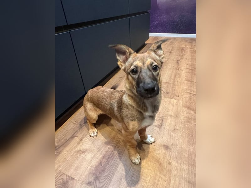 ♥INA♥ auf Pflegestelle bei Köln - süße, verschmuste, anfangs noch etwas unsichere Junghündin 32cm