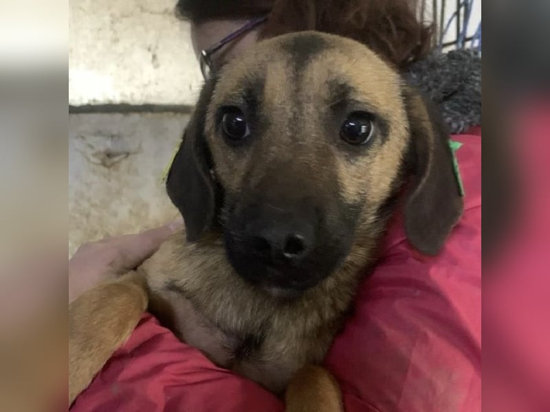 ♥TIVA♥ süße, ganz liebe junge Hundedame 40 cm