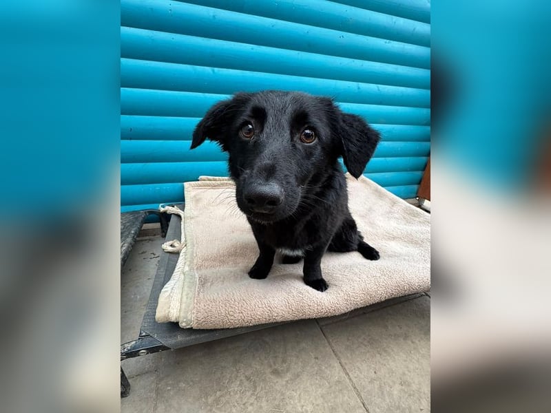 ♥LUGH♥ neu auf Pflegestelle bei Duisburg - süßer, ganz zutraulicher Junior 35 cm (bleibt kleiner)