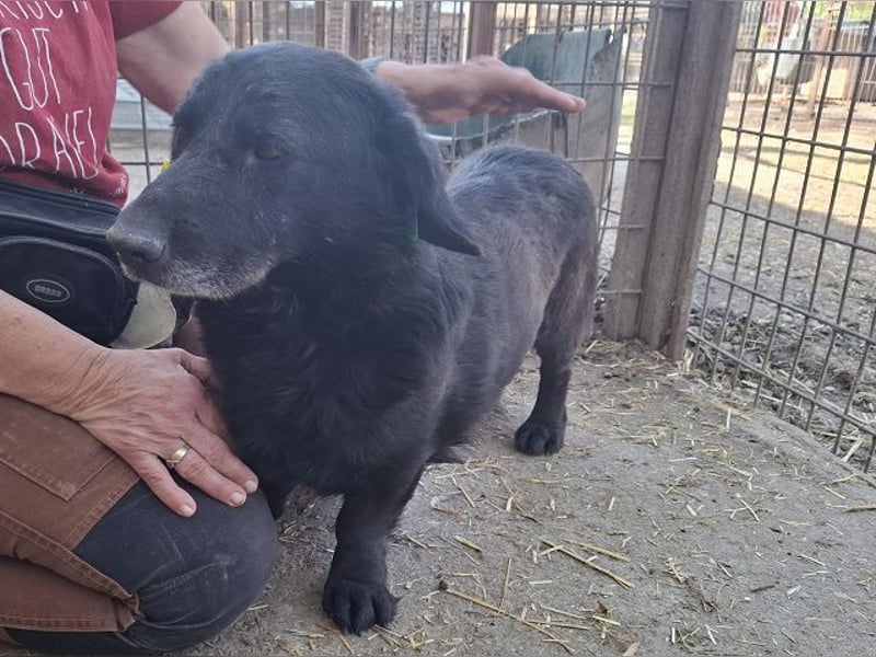 ♥MICHEL♥ neu auf Pflegestelle bei Aachen -süßer, ruhiger und unkomplizierter kleiner Rüde 36 cm