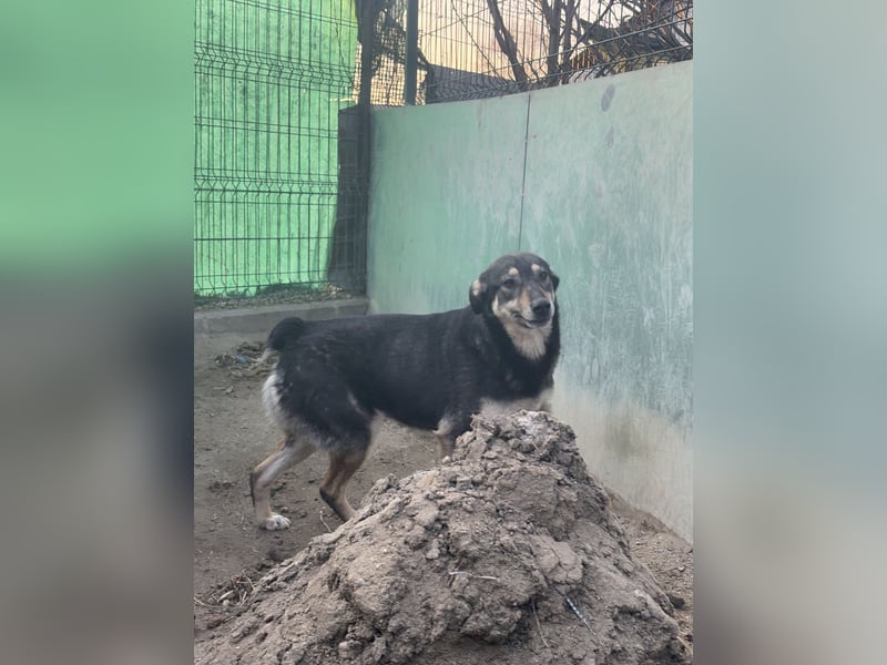 ⭐️ONYA⭐️, liebe Hundeseele, Hündin, 3,5 Jahre, 40 cm, Mischling, Tierschutz Rumänien
